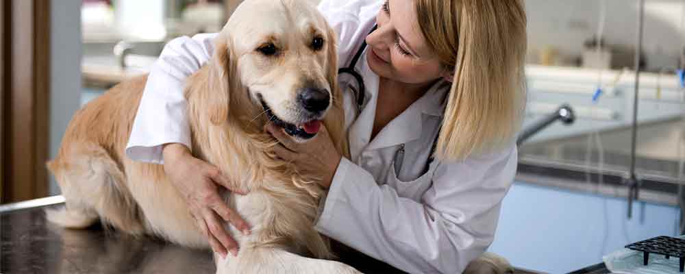 Anestesiologia-veterinario-clinivet-clinica-veterinaria-24-horas-camboriu-sc