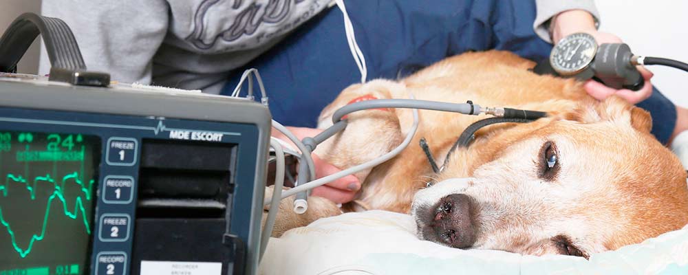 Eletrocardiograma-veterinaria-clinivet-clinica-veterinaria-24-horas-camboriu-sc