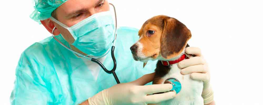 cardiologia-vet-clinica-veterinaria-24-horas-camboriu-sc