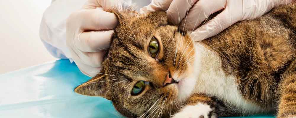 cirurgia-veterinaria-clinivet-clinica-veterinaria-24-horas-camboriu-sc