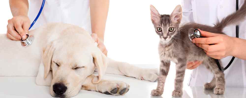 consulta-veterinaria-clinivet-clinica-veterinaria-24-horas-camboriu-sc