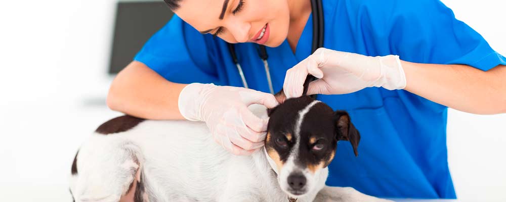 dermatologia-veterinario-clinivet-clinica-veterinaria-24-horas-camboriu-sc