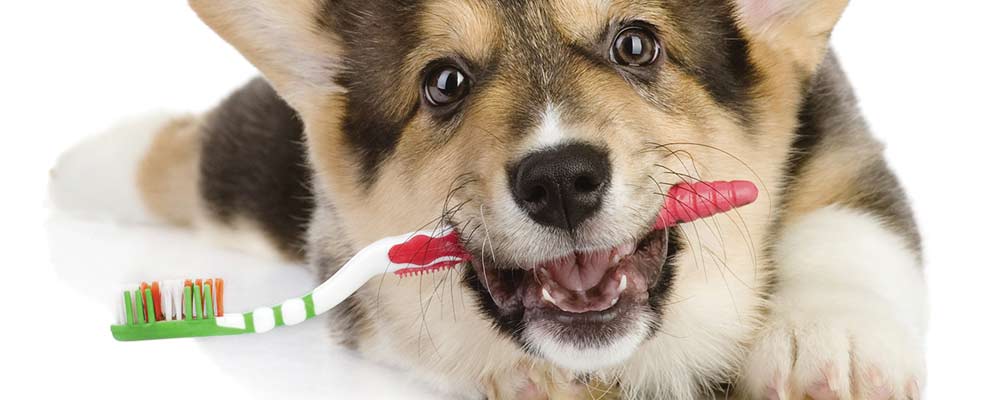 odontologia-veterinaria-clinivet-clinica-veterinaria-24-horas-camboriu-sc